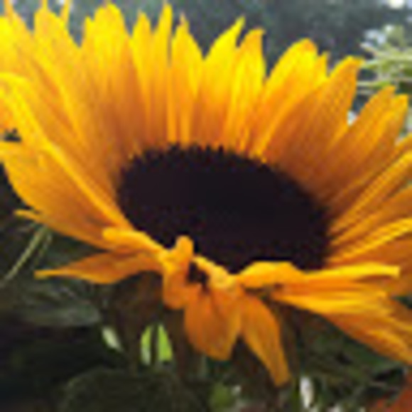 Meet your Posher, Alessia - Picture 1 of 1